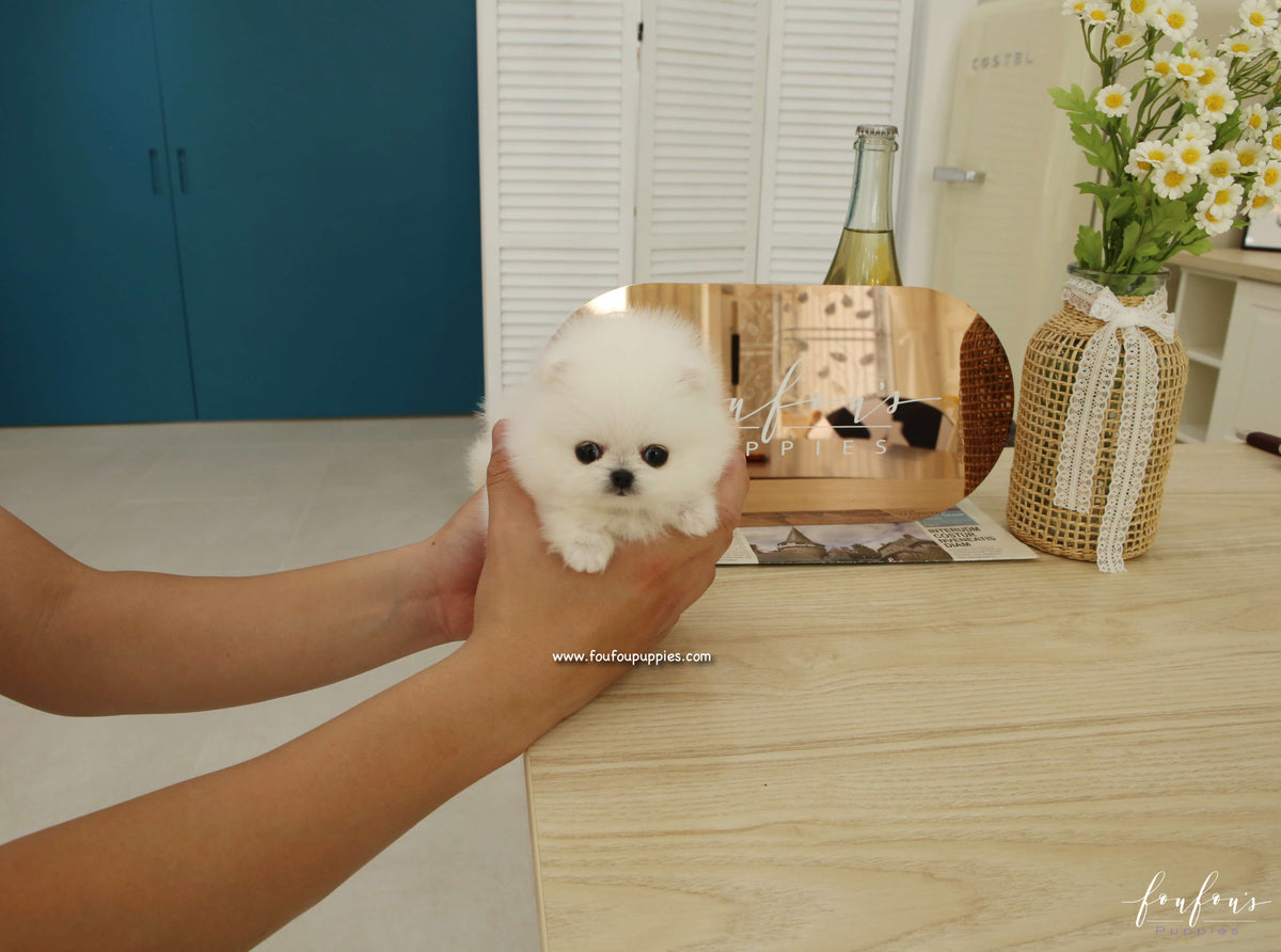 Pinky - Pomeranian F.