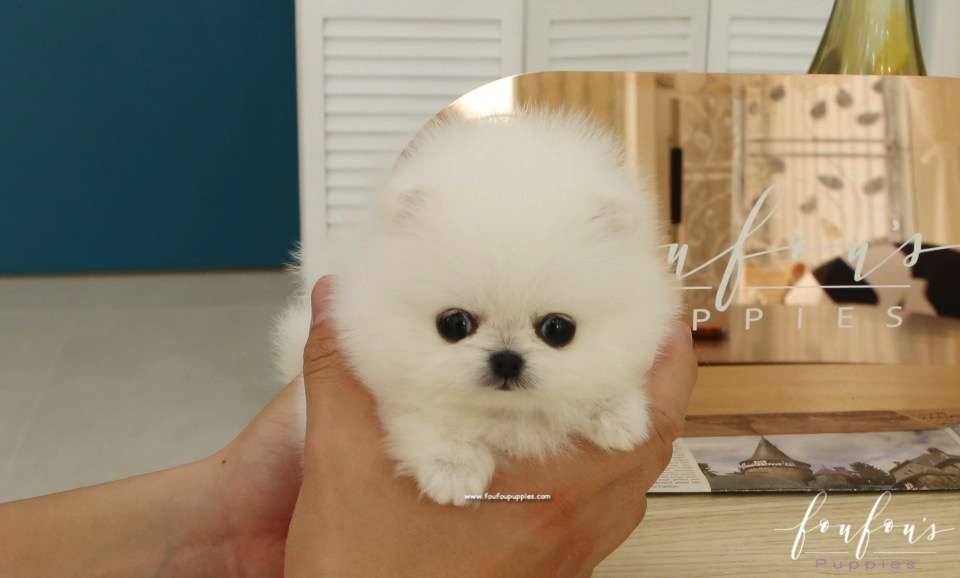 Pinky - Pomeranian F.