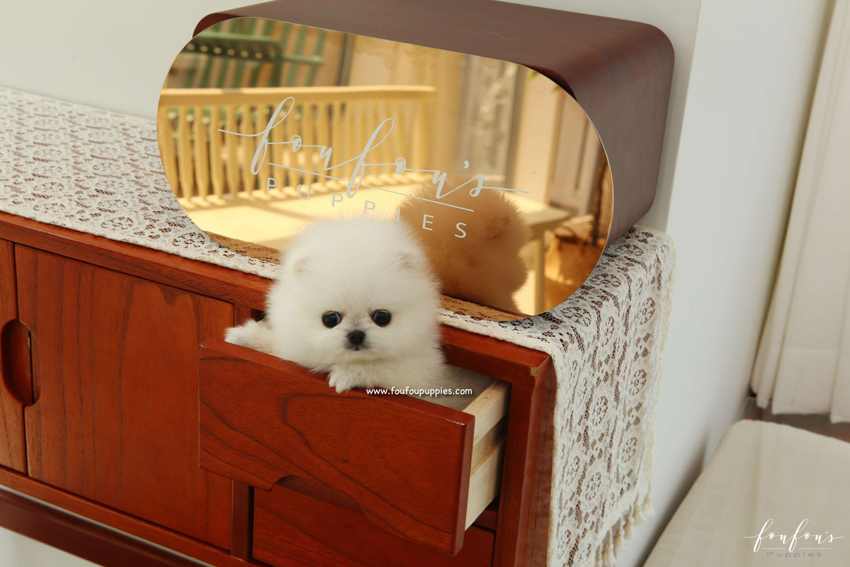 Pinky - Pomeranian F.