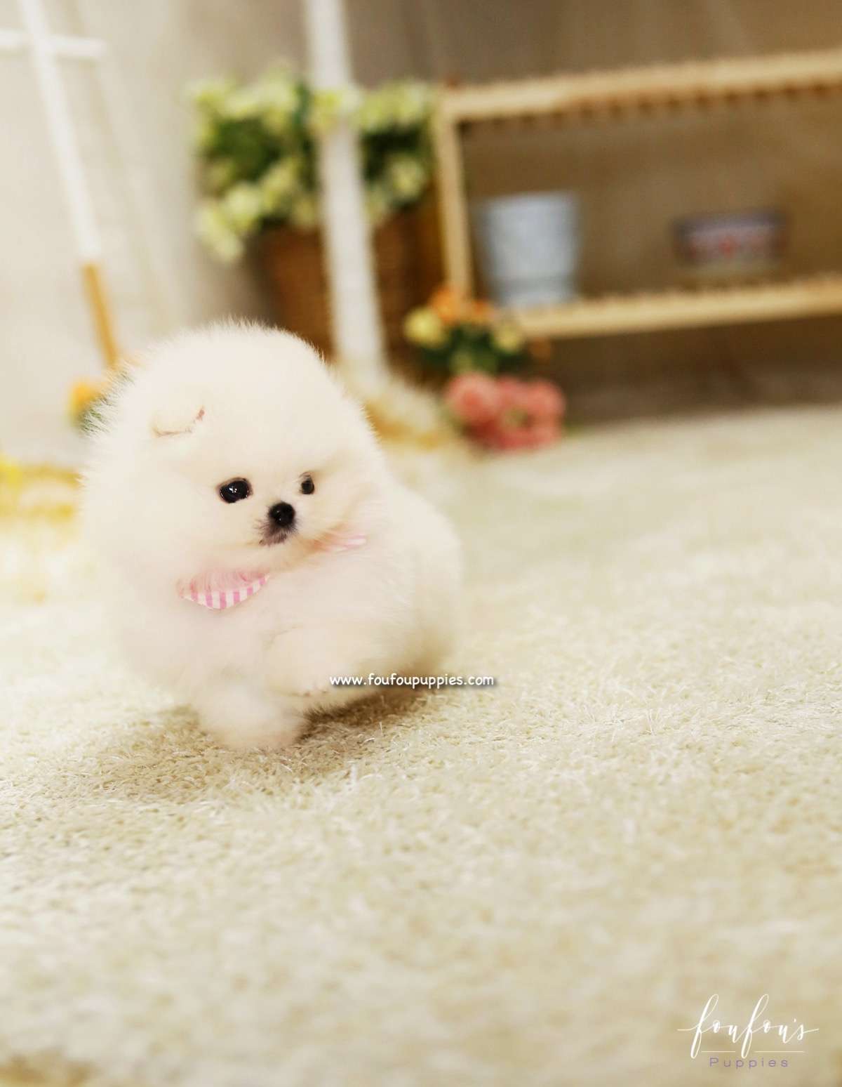Chanel - Pomeranian F.