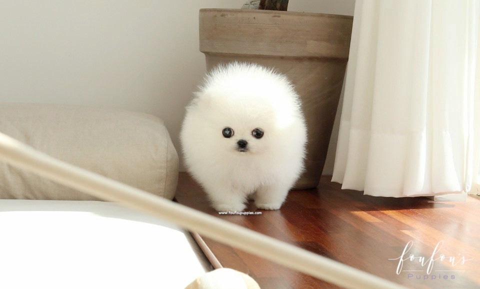 Sugar Pomeranian – Foufou Puppies