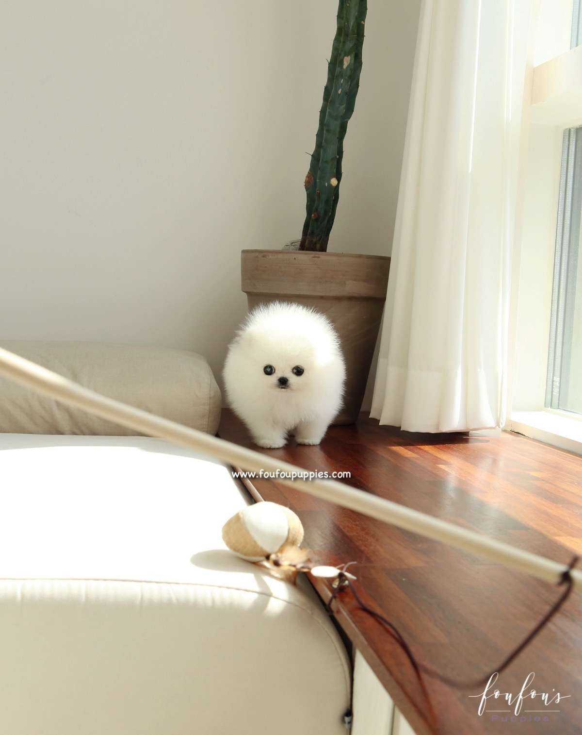 Sugar - Pomeranian F.