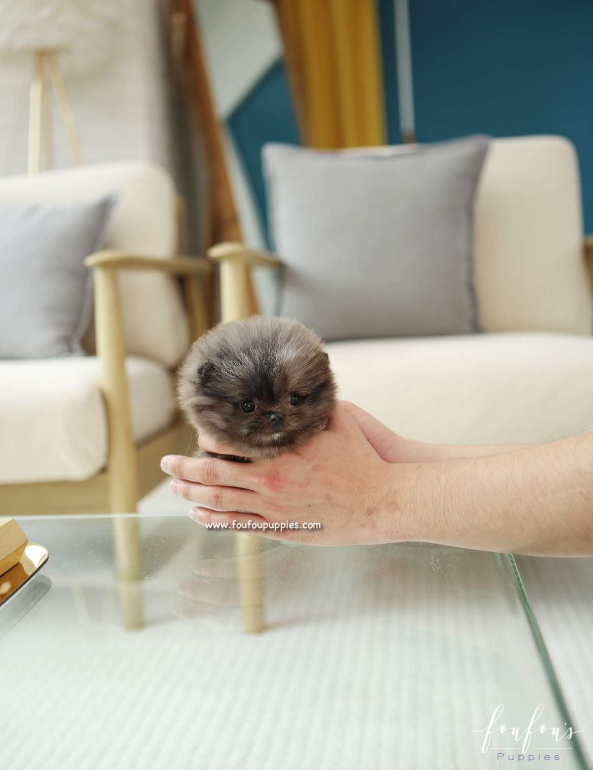 Keoki - Pomeranian M.