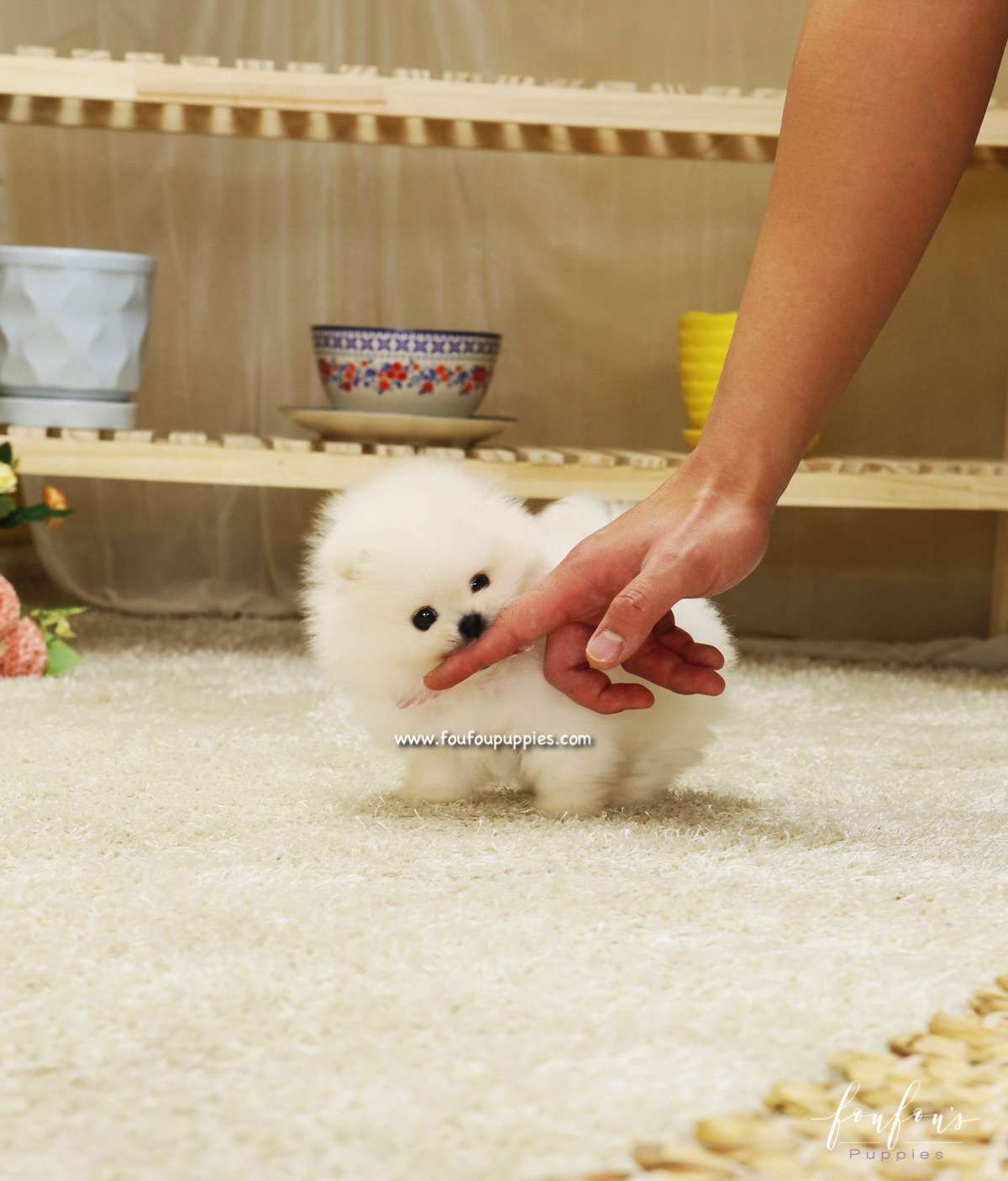 Chanel - Pomeranian F.