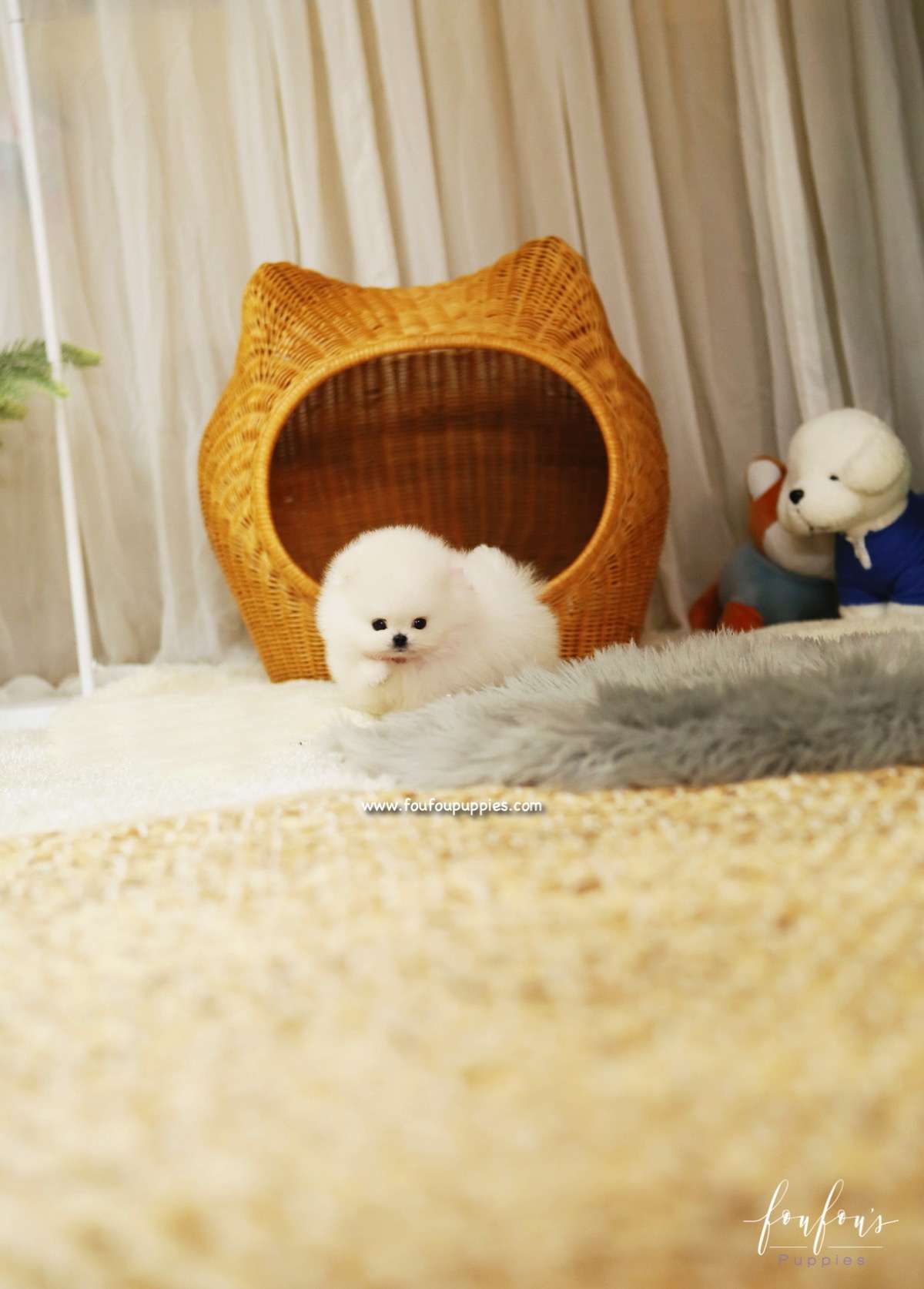 Chanel - Pomeranian F.