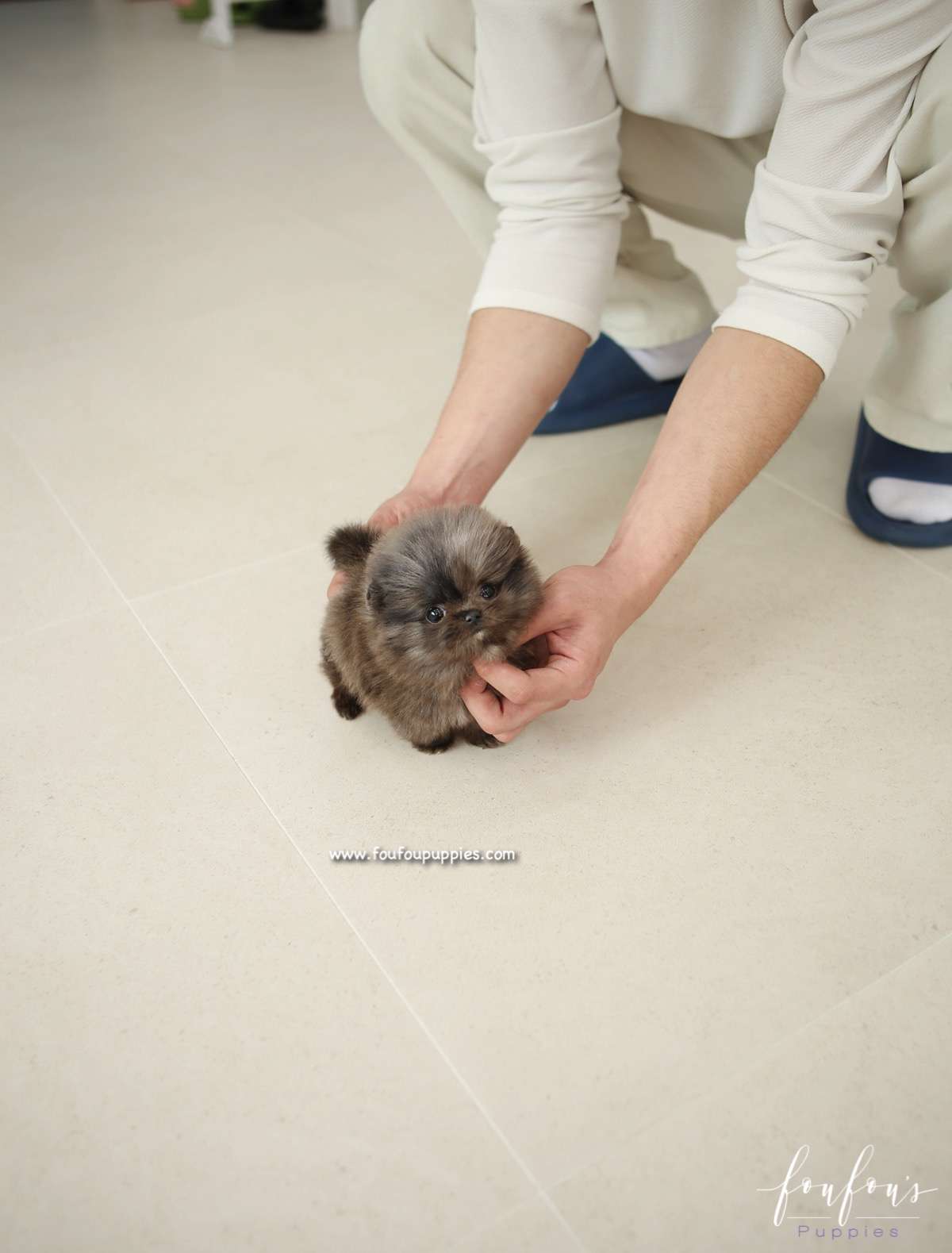 Keoki - Pomeranian M.