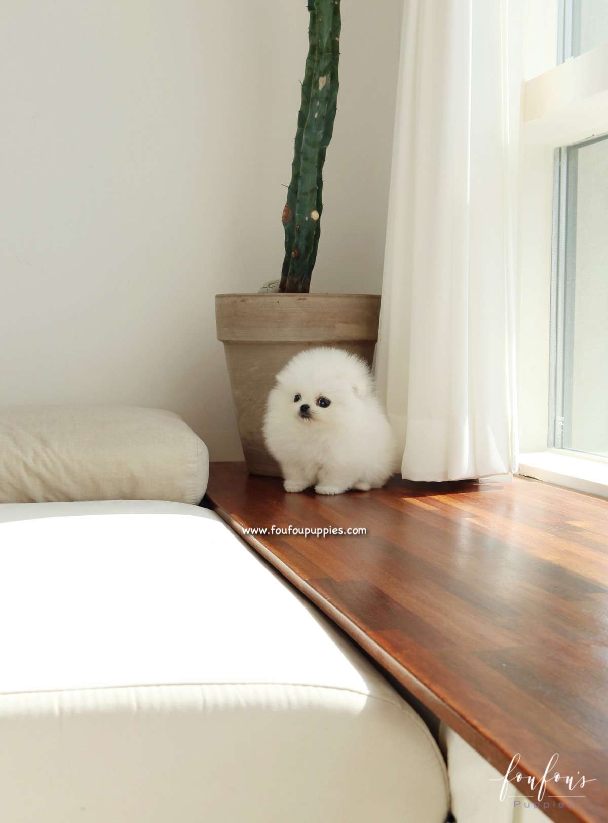 Sugar - Pomeranian F.