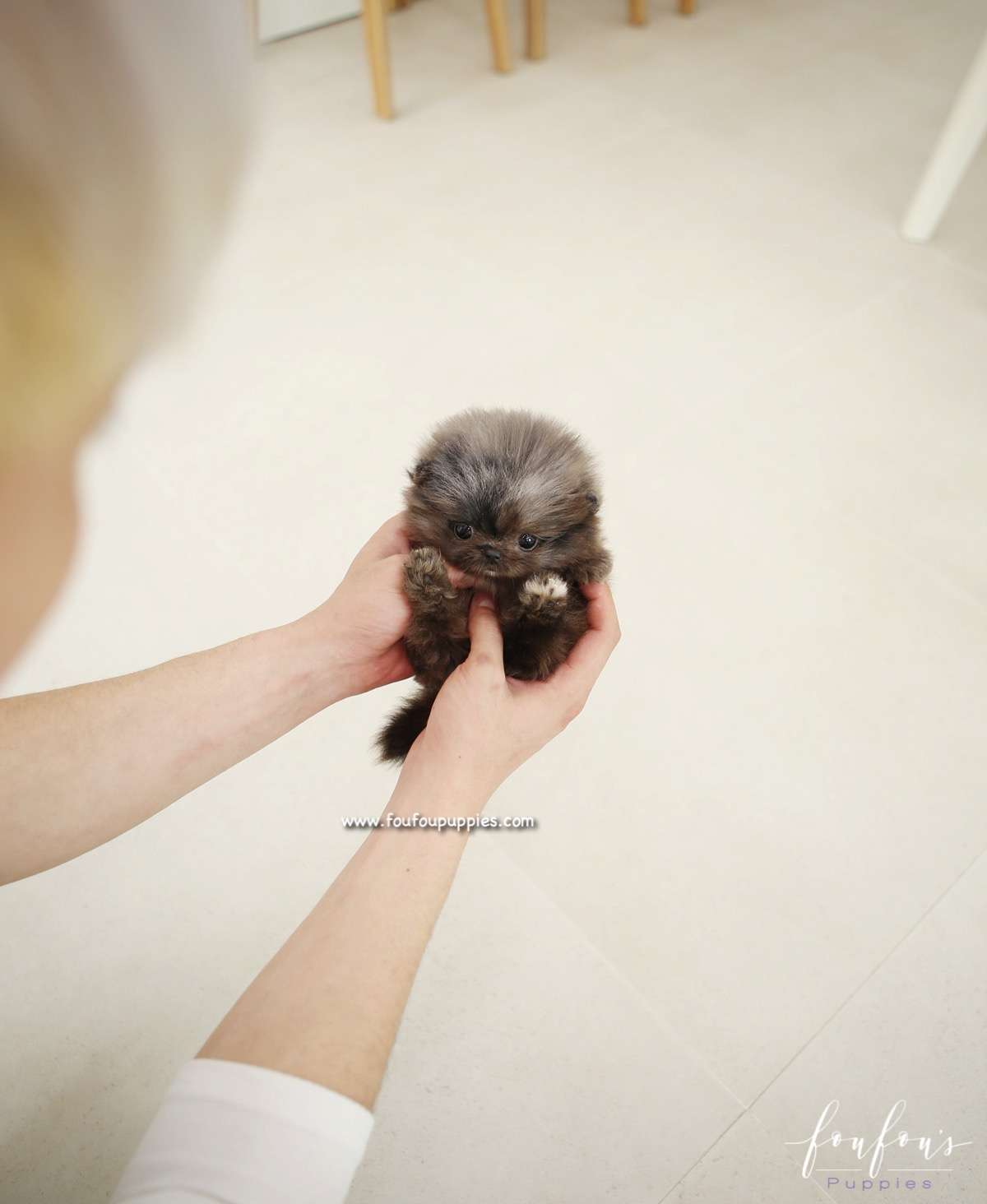 Keoki - Pomeranian M.