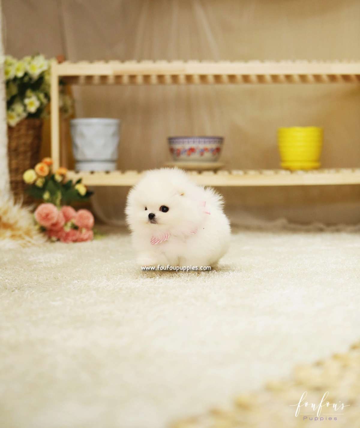 Chanel - Pomeranian F.