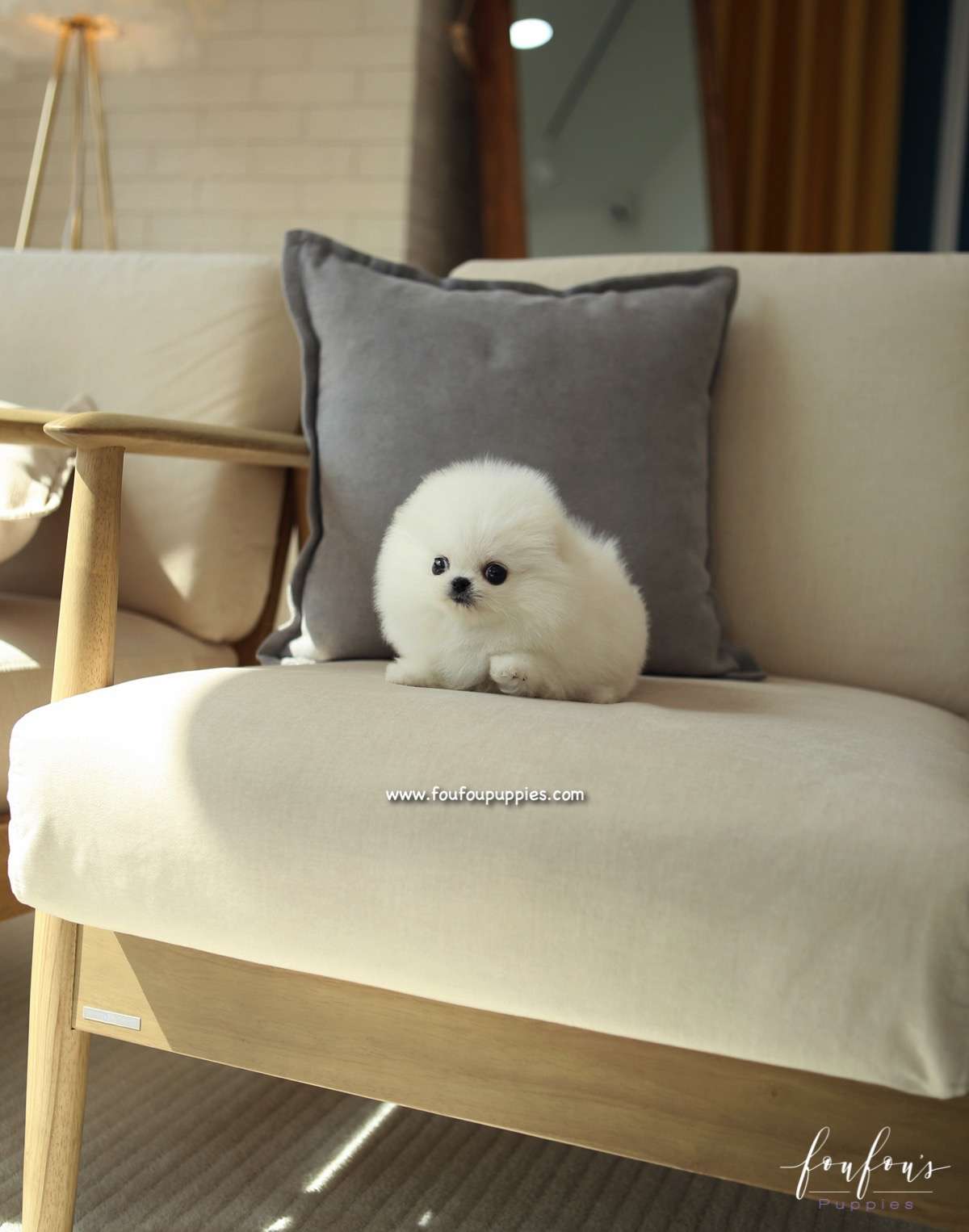 Sugar - Pomeranian F.