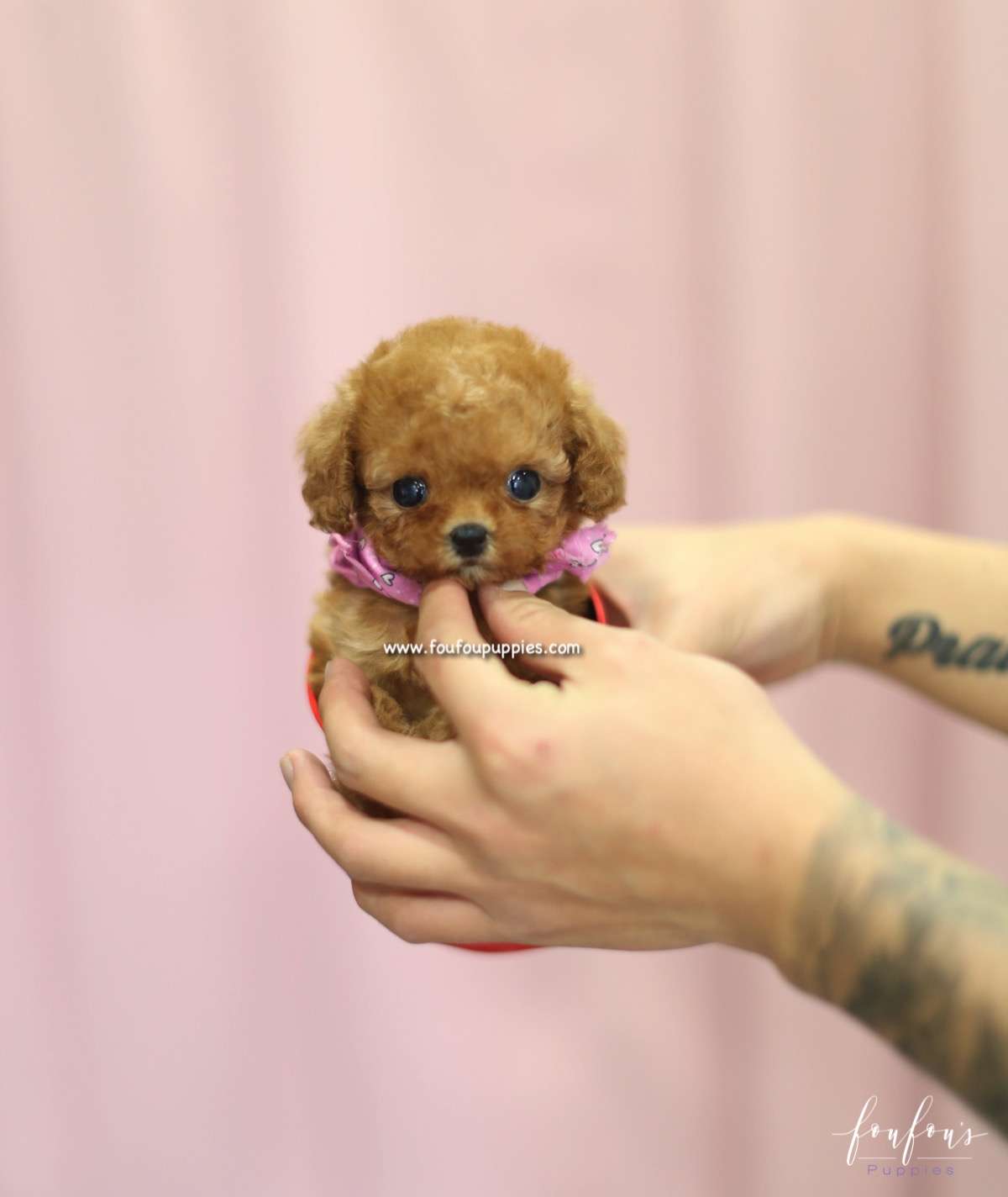 Pinky - Poodle F.