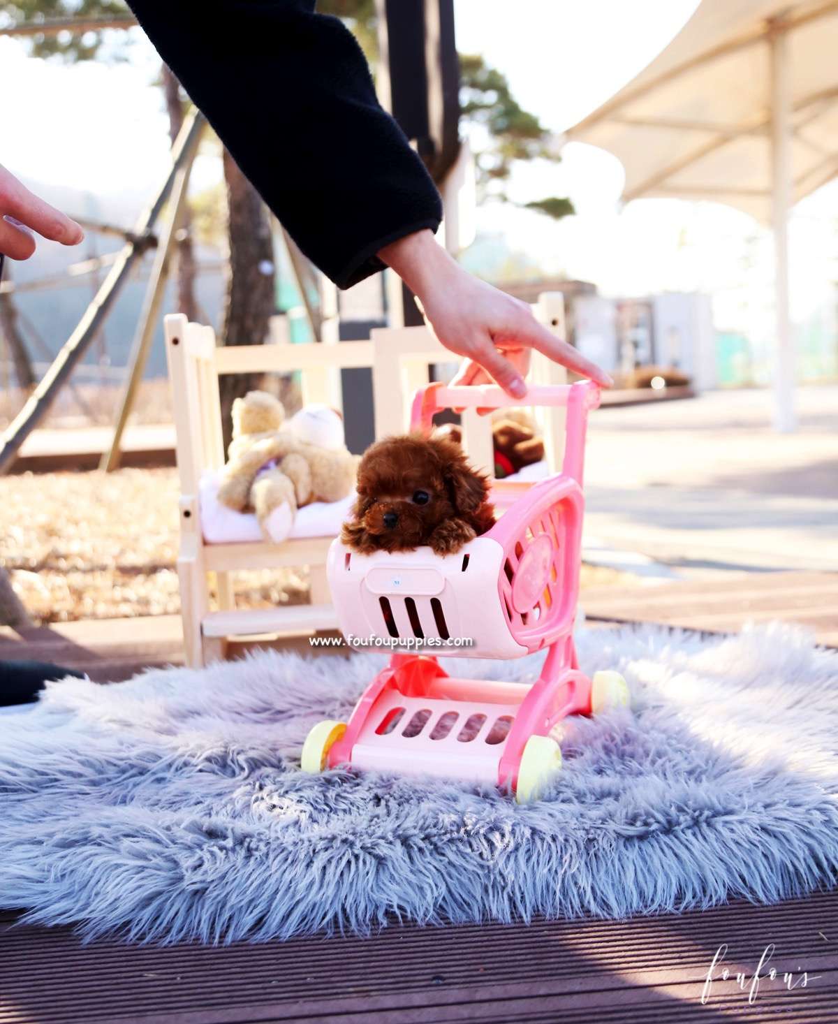Pixie - Poodle F.