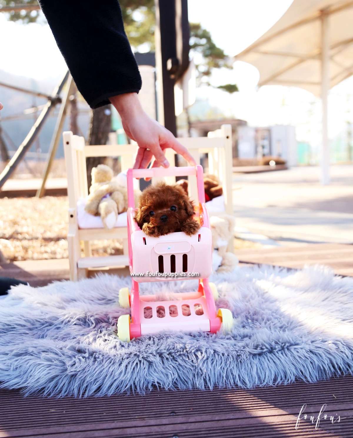 Pixie - Poodle F.