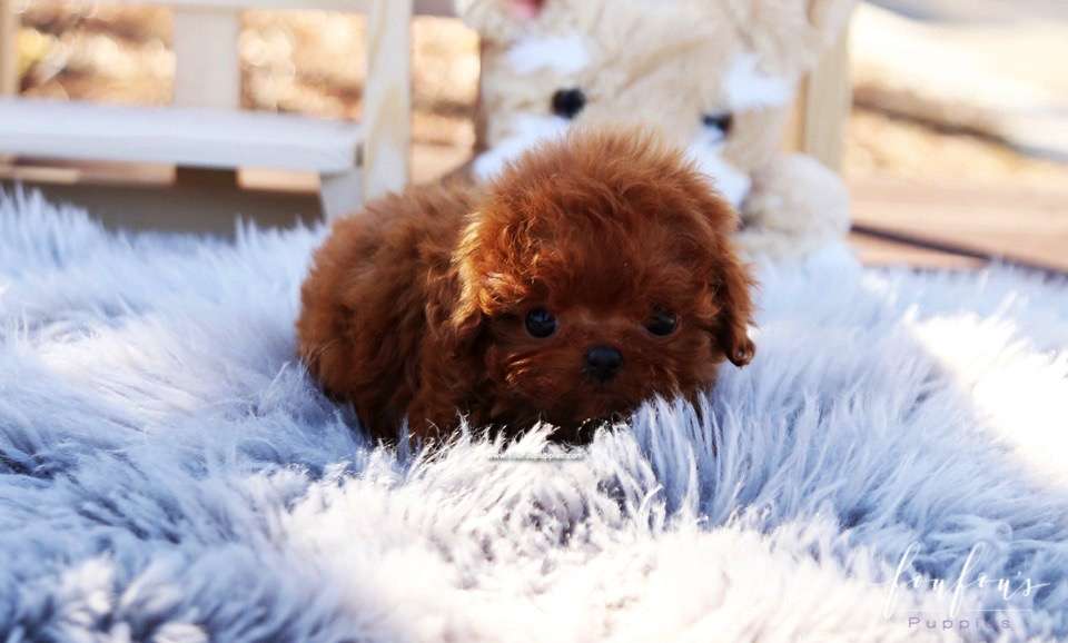 Pixie - Poodle F.