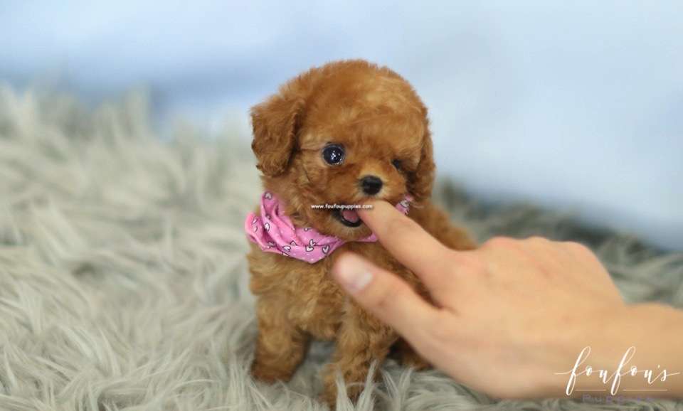 Pinky - Poodle F.