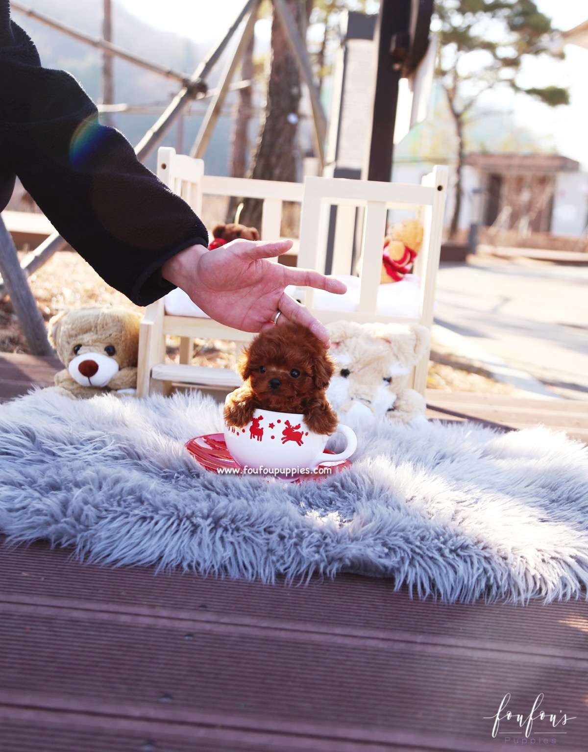 Pixie - Poodle F.