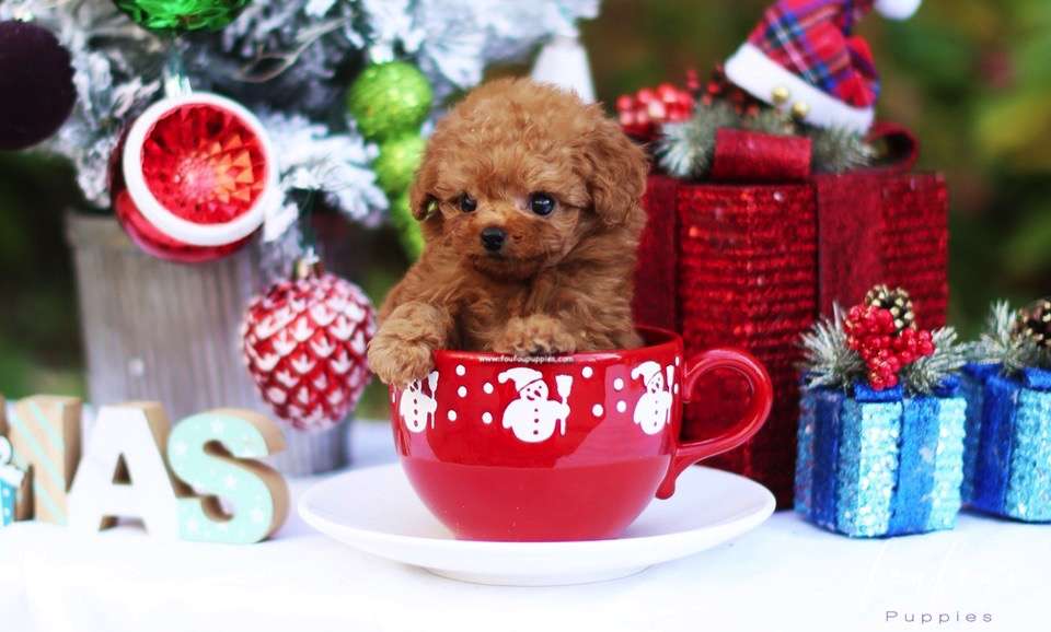 Polo - Poodle M.