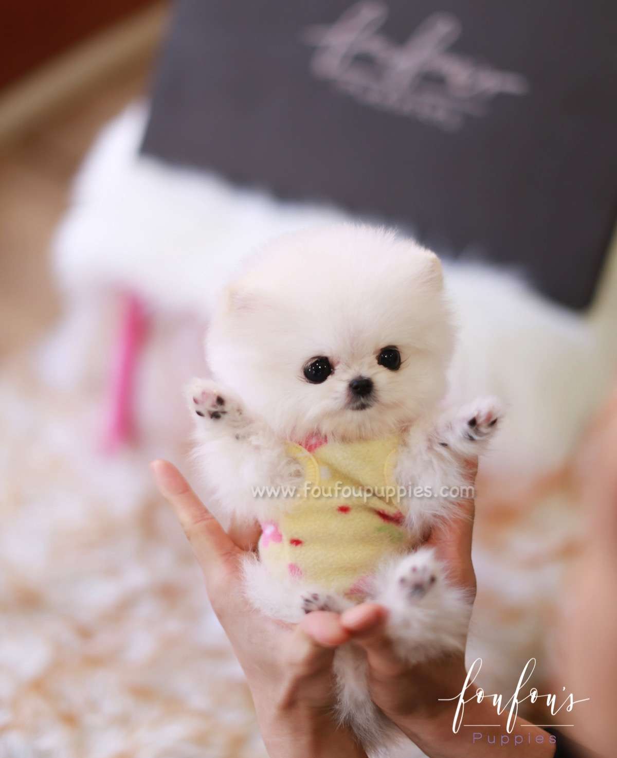 Casper - Pomeranian M.