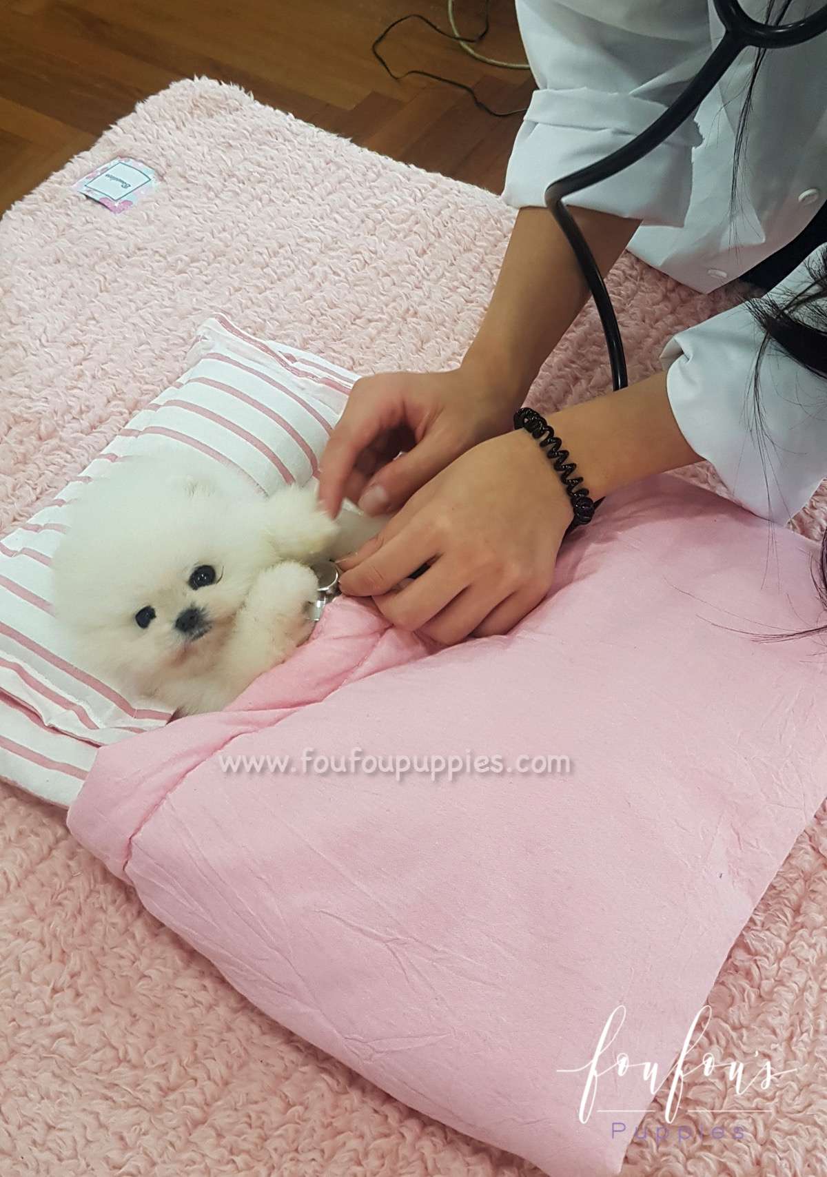 Champ - Pomeranian M. (Champion Bloodline)