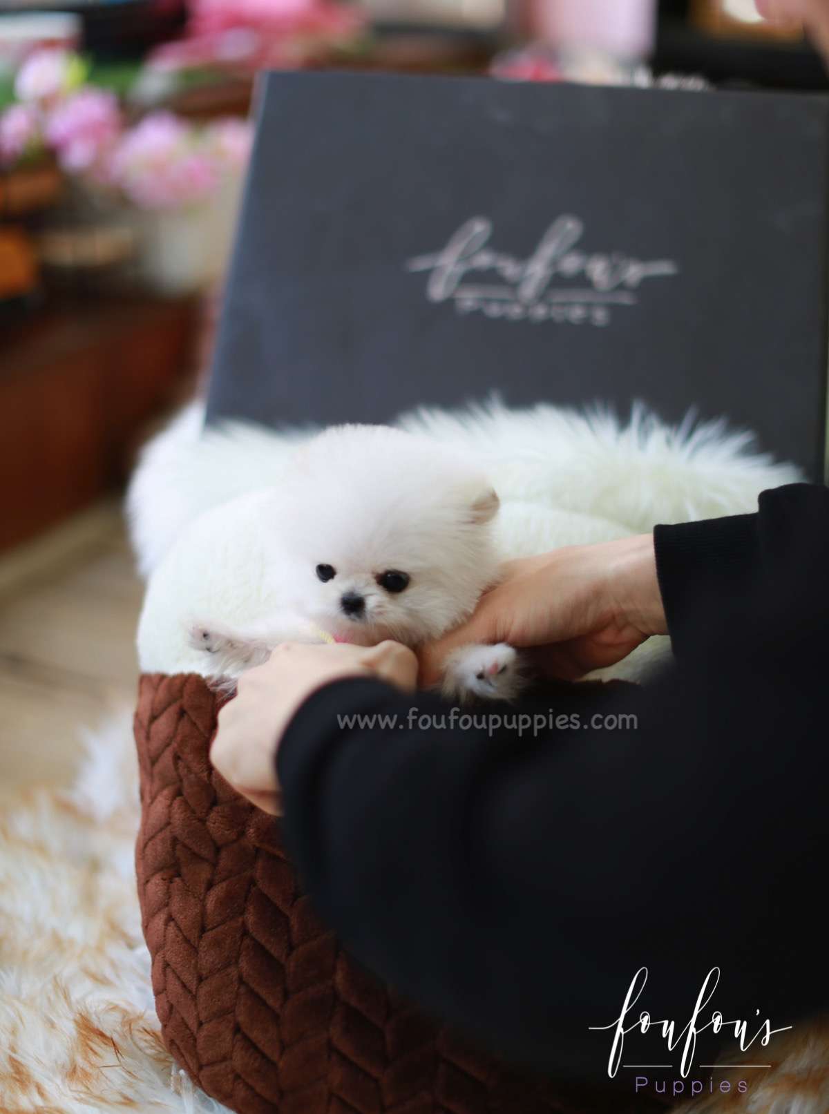 Casper - Pomeranian M.
