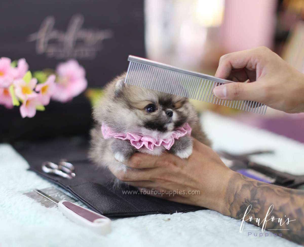 Willow - Pomeranian F.