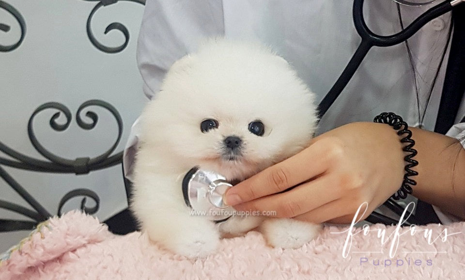 Champion pomeranian hot sale breeders