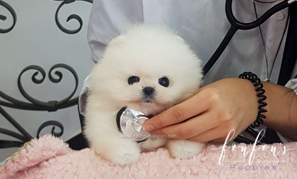 Champ - Pomeranian M. (Champion Bloodline)