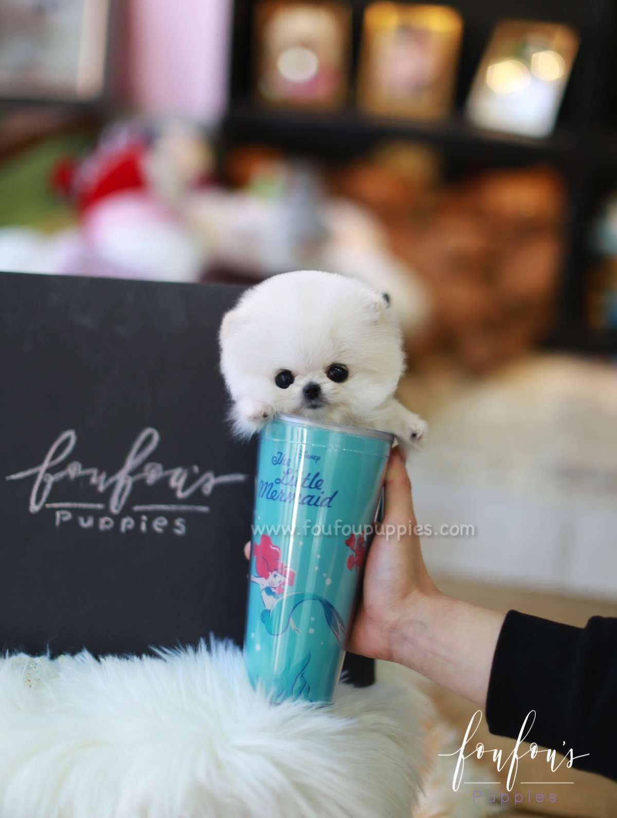 Casper - Pomeranian M.