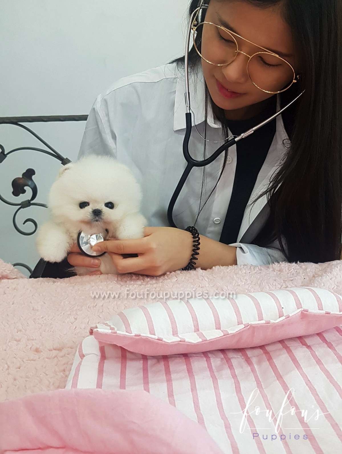 Champ - Pomeranian M. (Champion Bloodline)