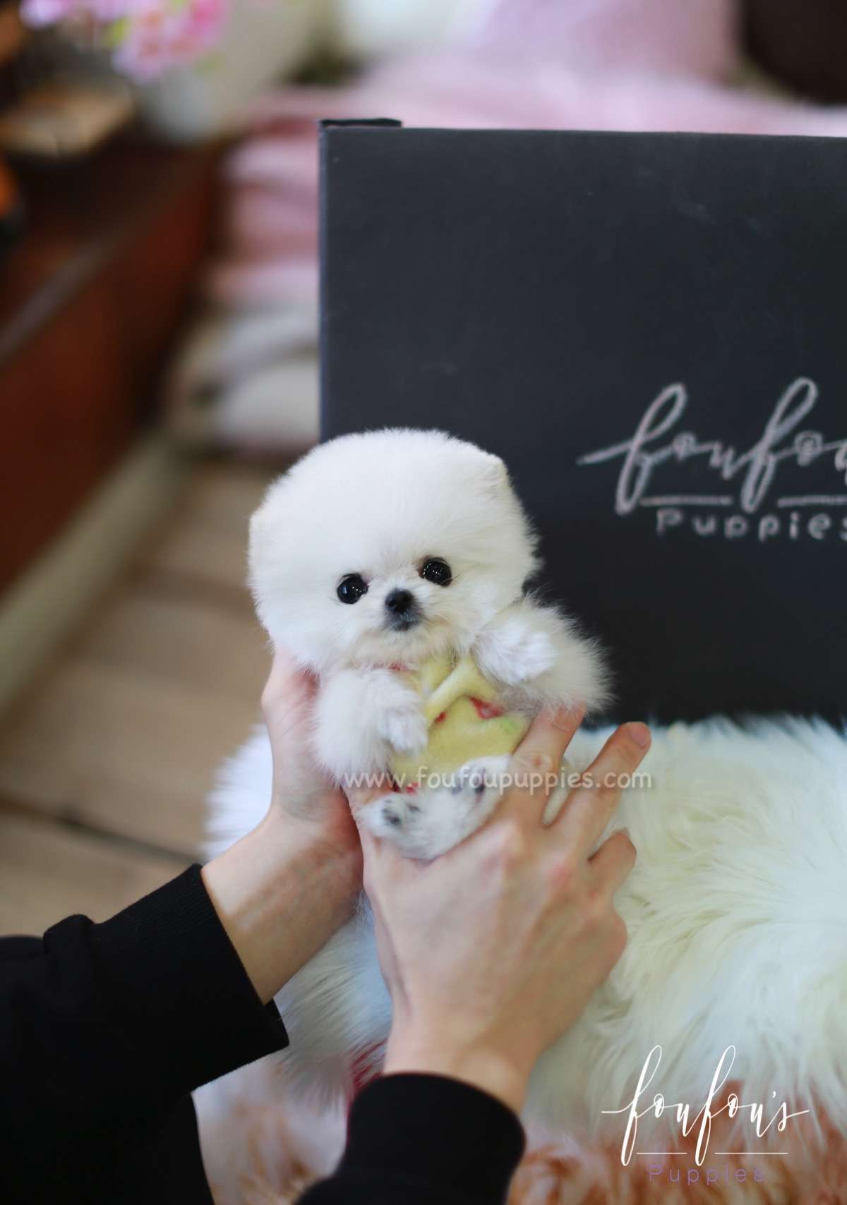 Casper - Pomeranian M.