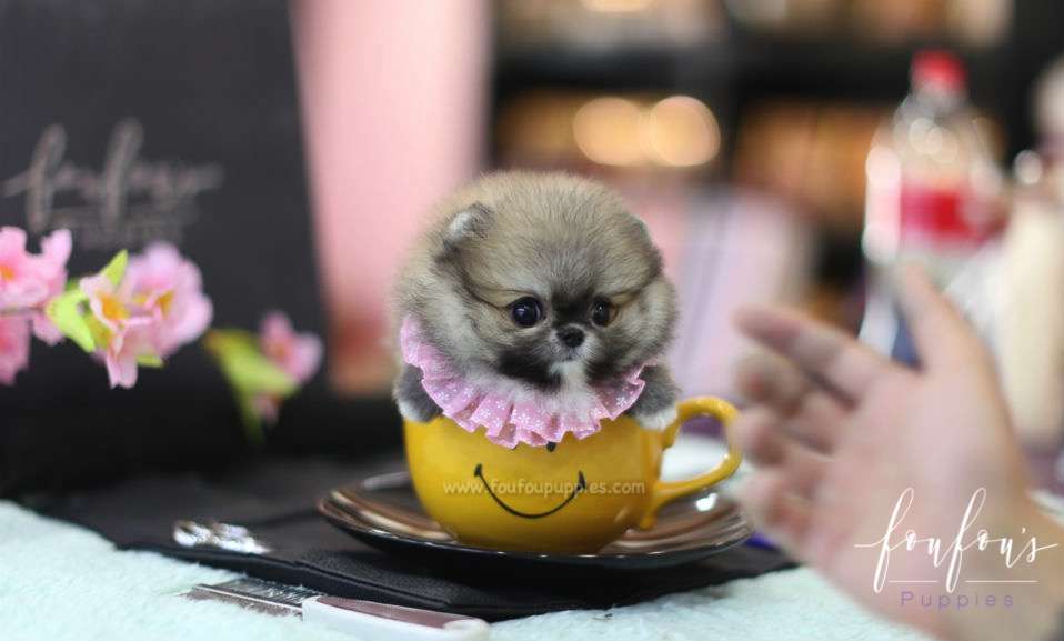 Willow - Pomeranian F.