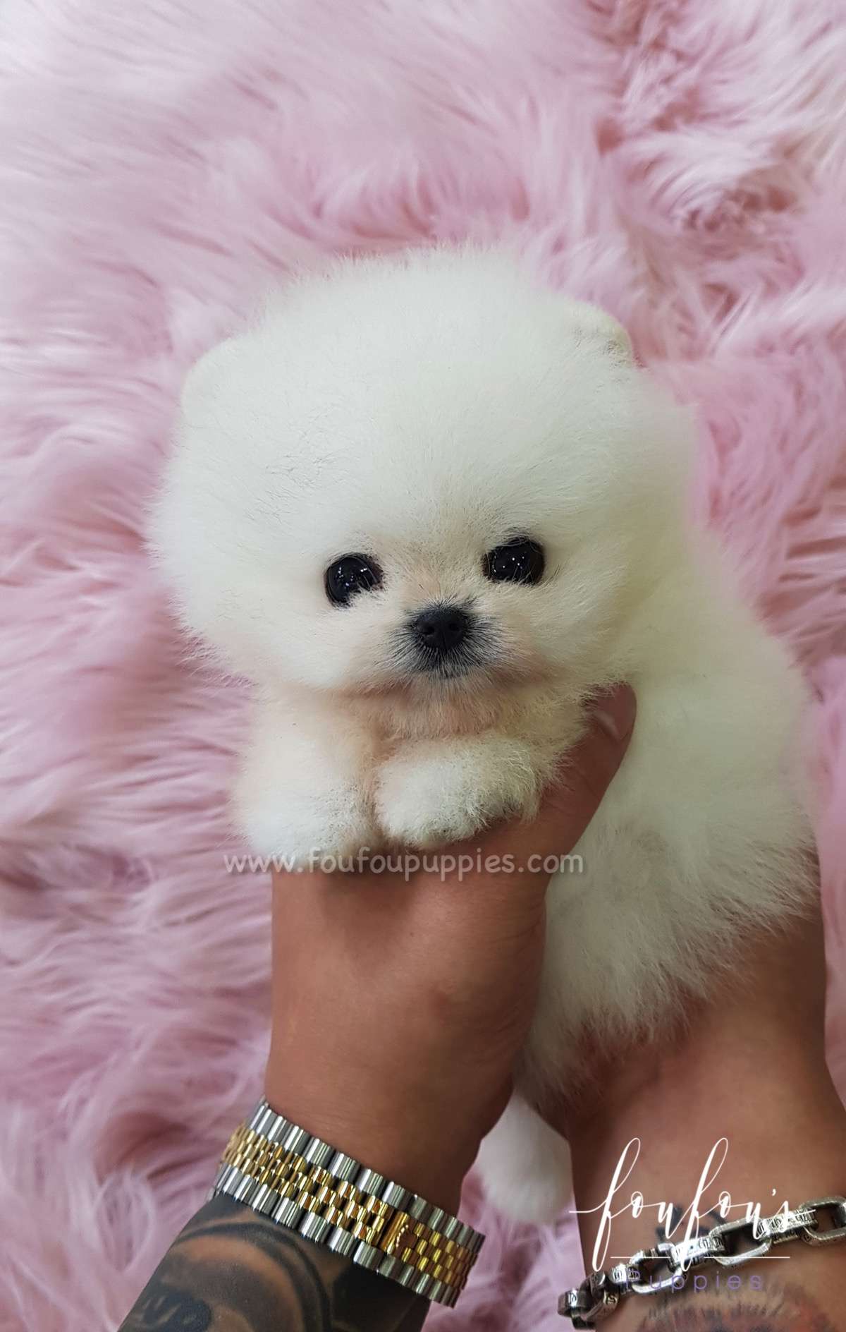Champ - Pomeranian M. (Champion Bloodline)
