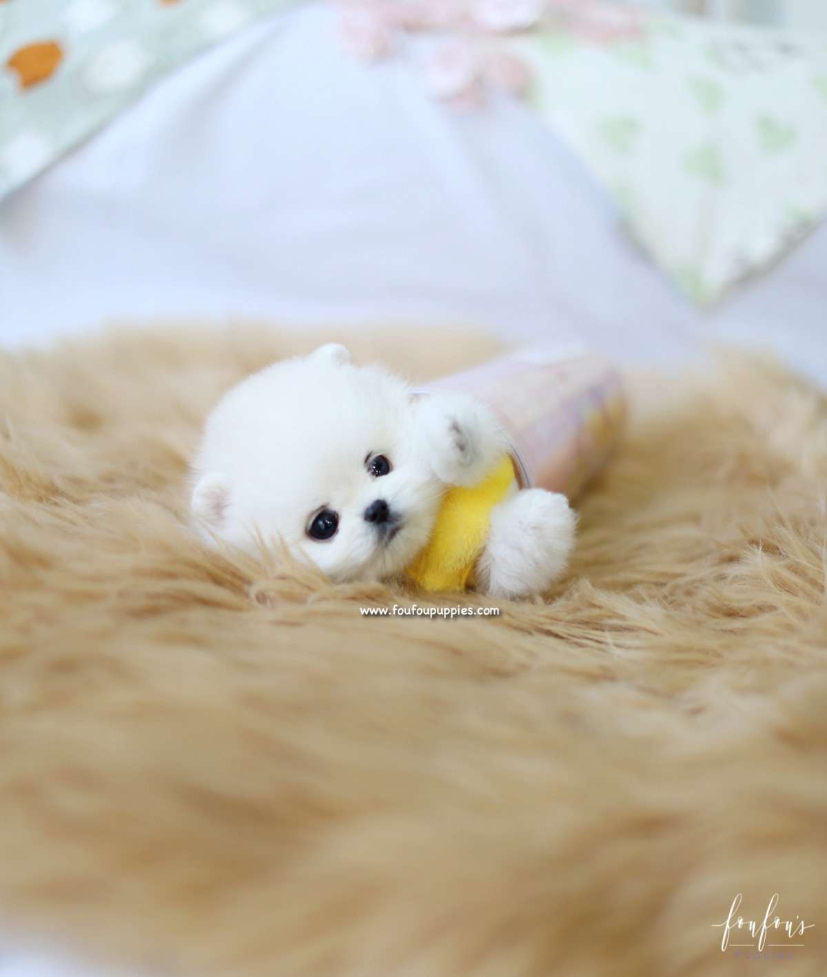 Boo - Pomeranian M.