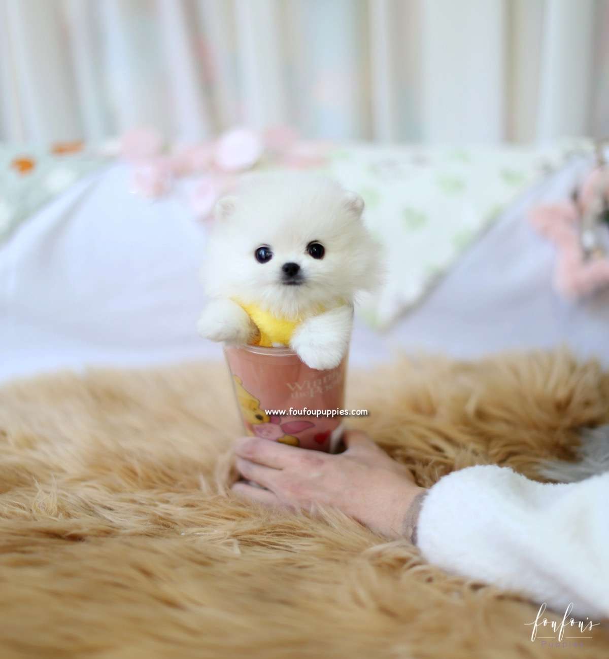Boo - Pomeranian M.