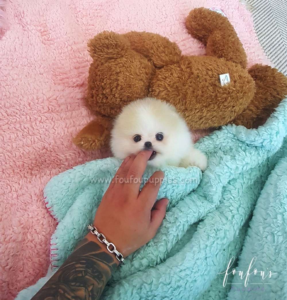 Kenzo - Pomeranian M.