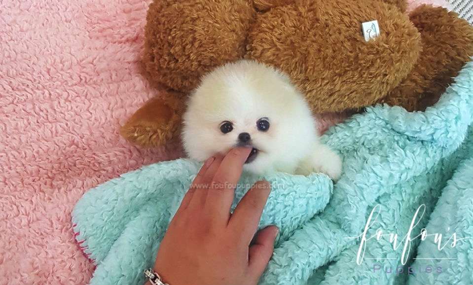 Kenzo - Pomeranian M.