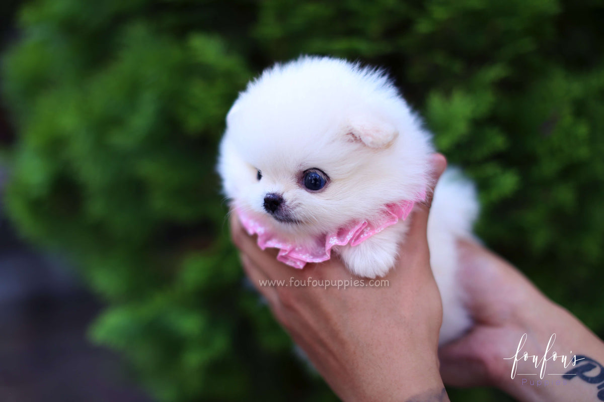 Cindy - Pomeranian F.