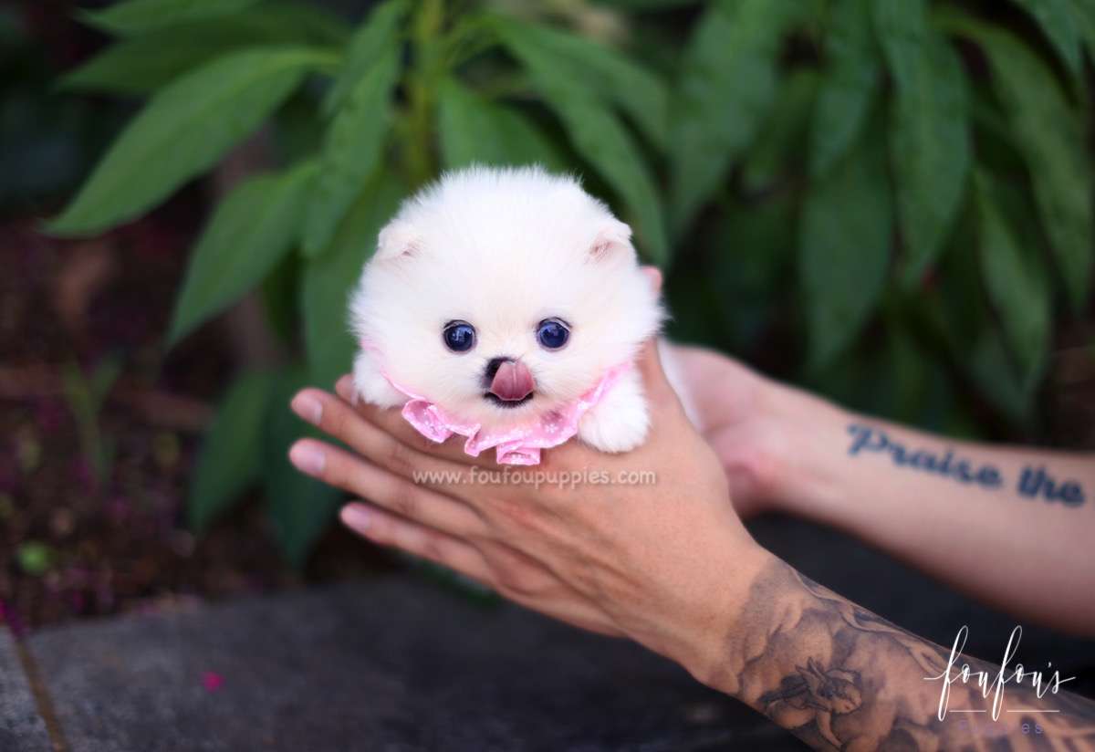 Cindy - Pomeranian F.