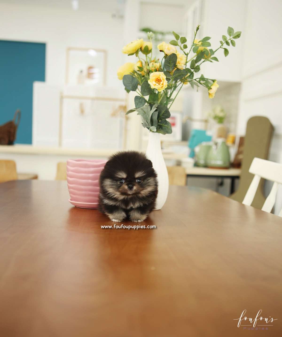 Cookie - Pomeranian F.