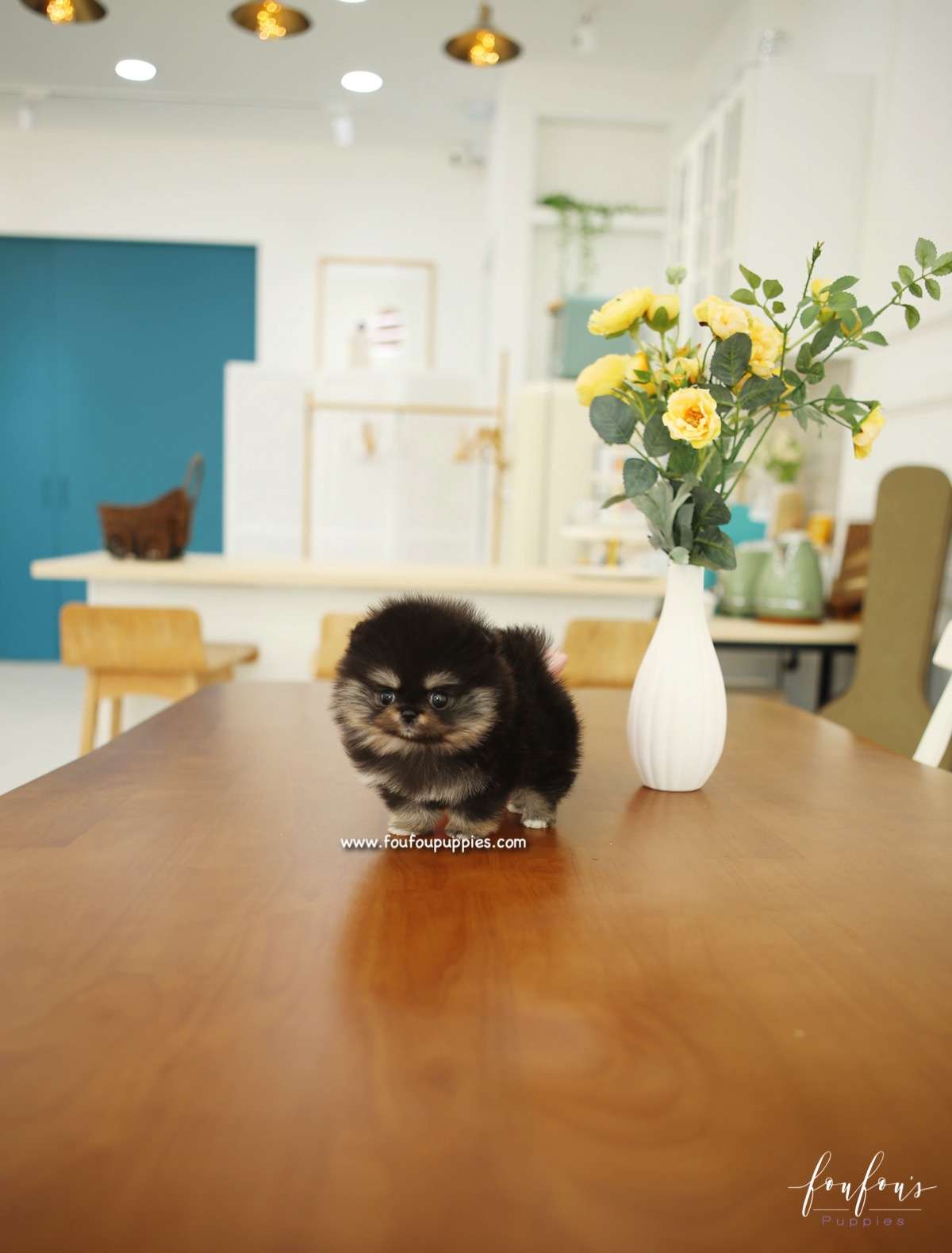 Cookie - Pomeranian F.