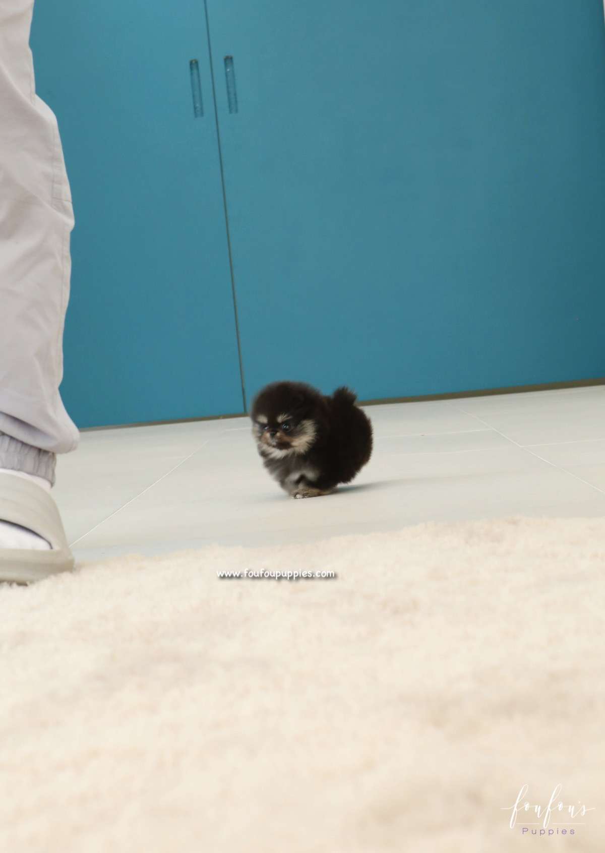 Cookie - Pomeranian F.