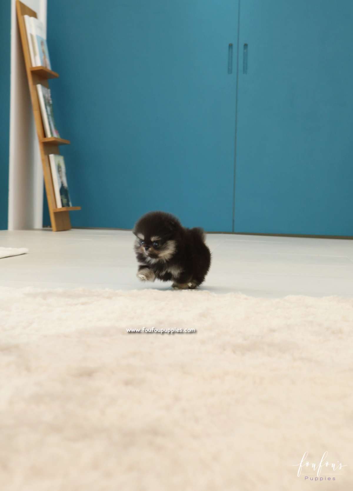 Cookie - Pomeranian F.