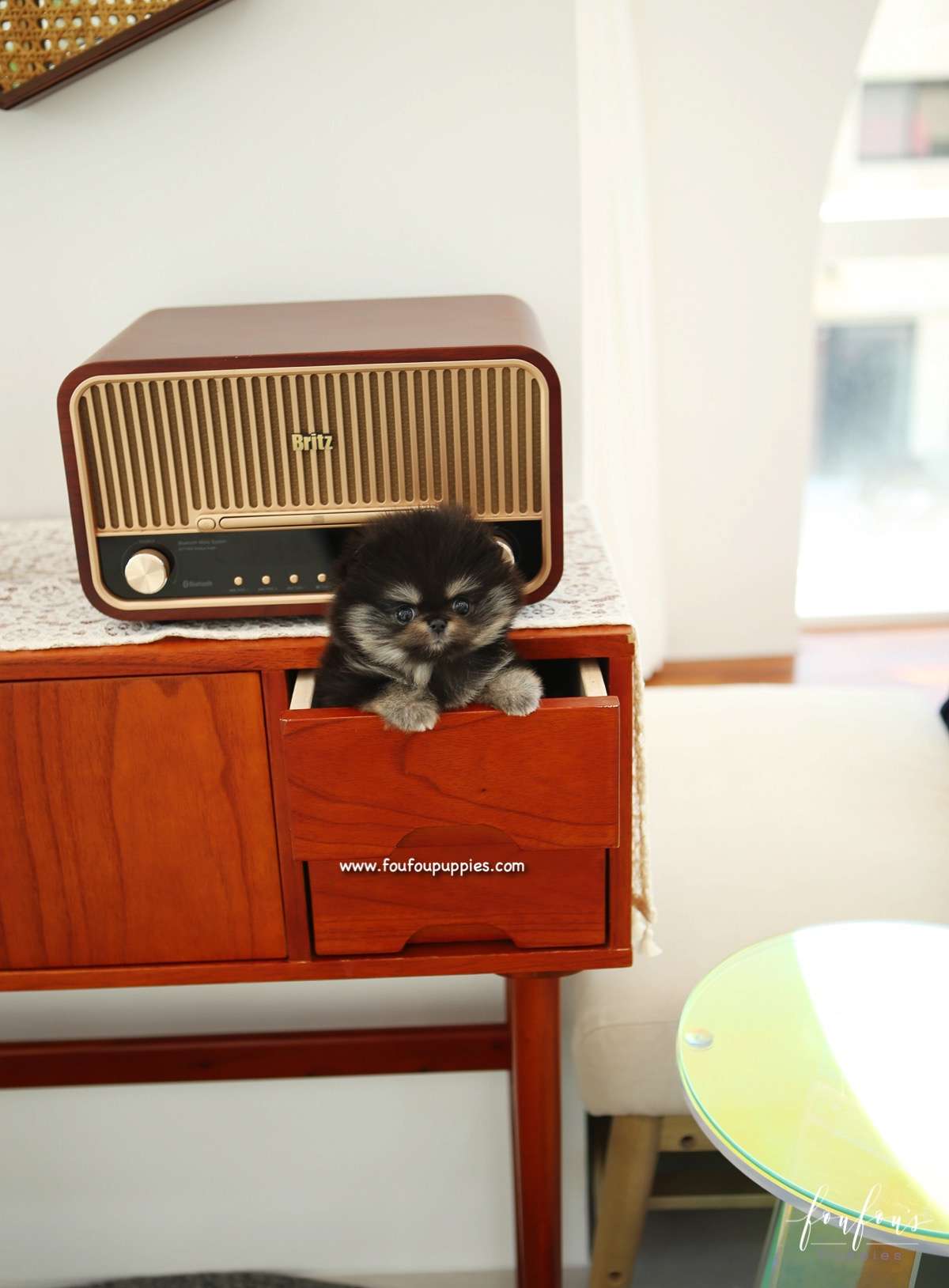 Cookie - Pomeranian F.