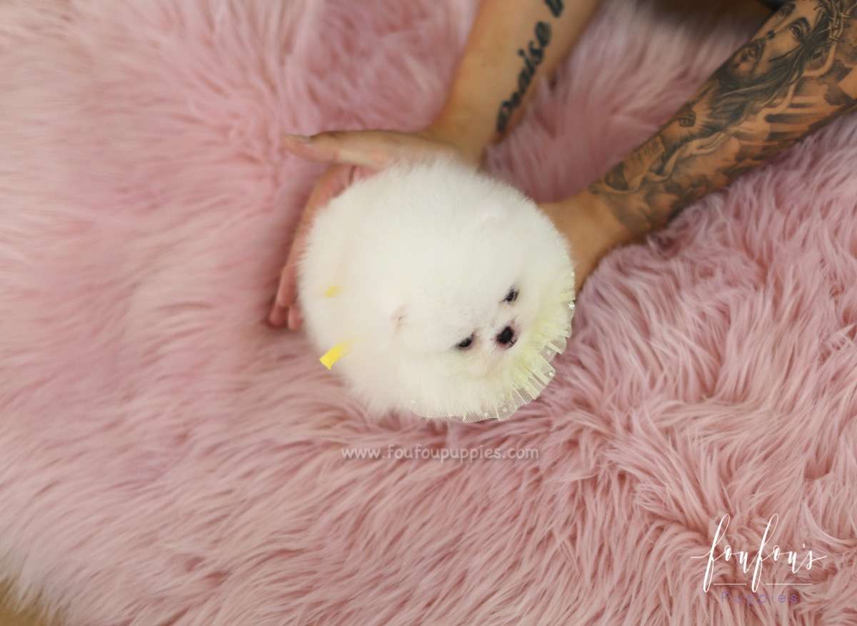 Cotton Candy - Pomeranian M.