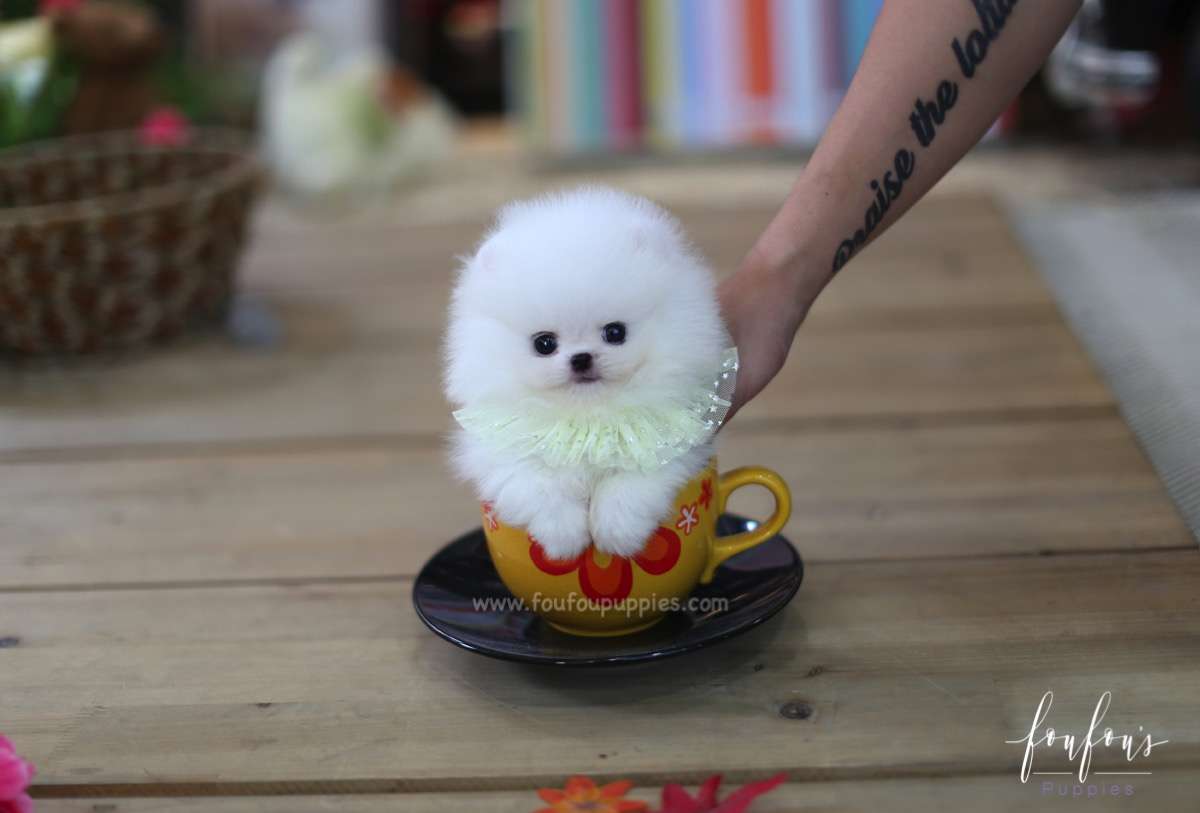 Cotton Candy - Pomeranian M.