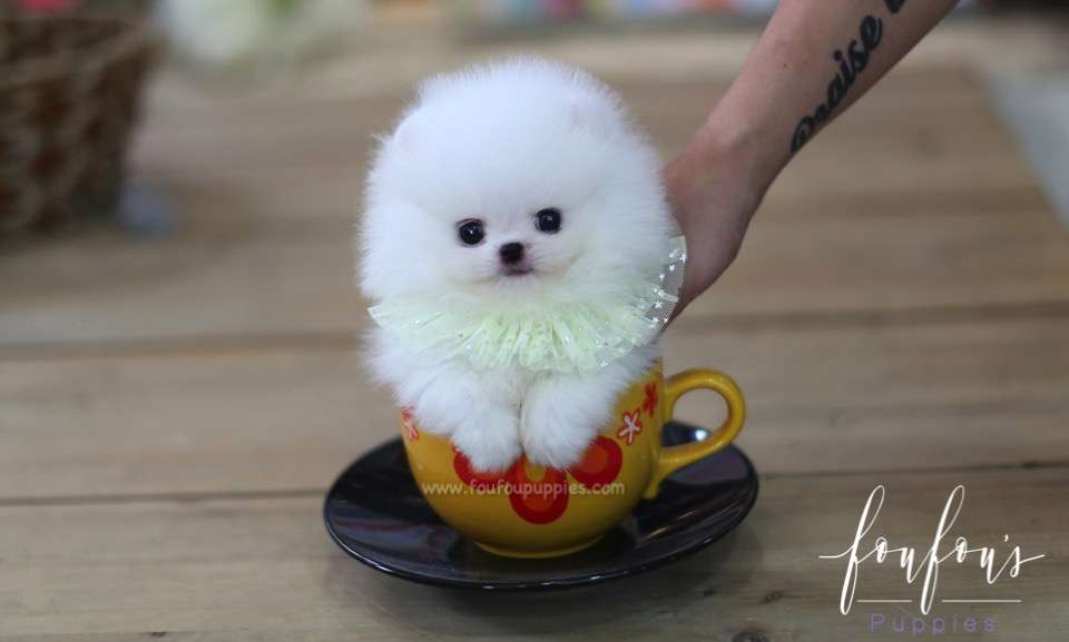 Cotton Candy - Pomeranian M.