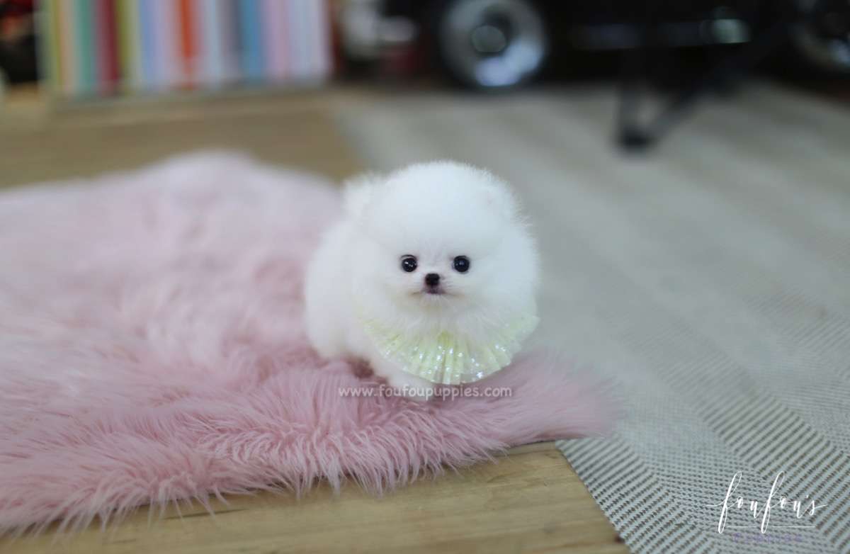 Cotton Candy - Pomeranian M.