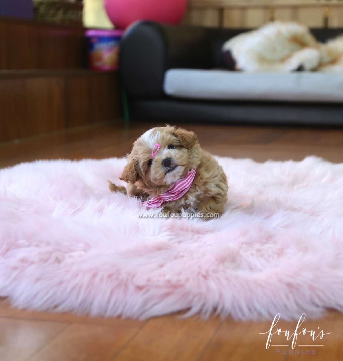 Meeka - Maltipoo F.
