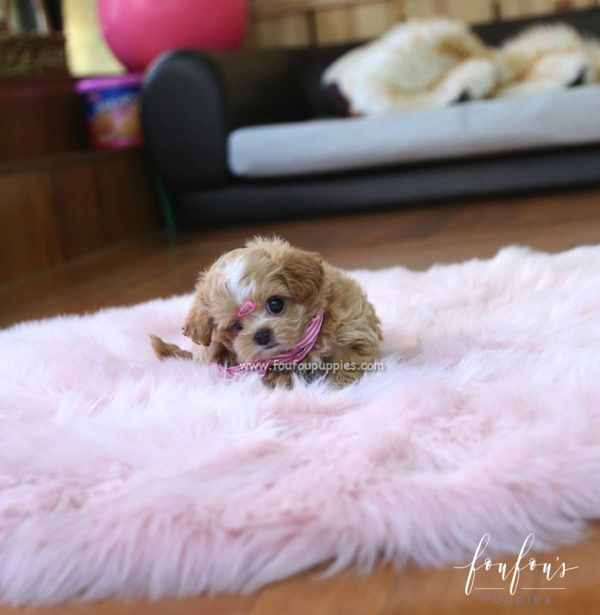 Meeka - Maltipoo F.