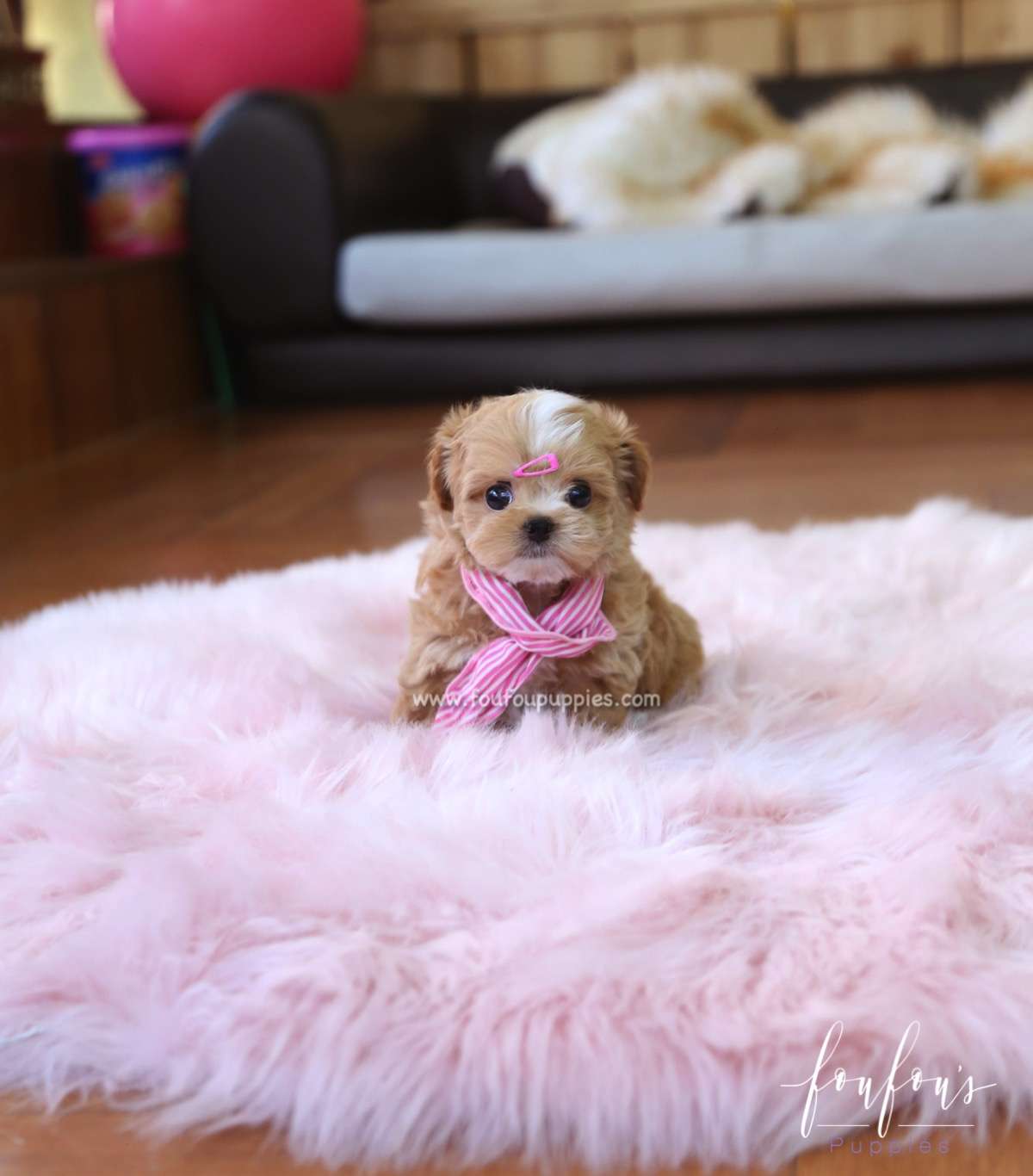Meeka - Maltipoo F.